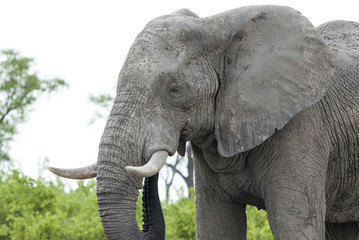 Afrikanischer Elefant (African bush elephant Loxodonta africana)