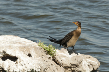 Reed cormorant (Microcarbo africanus), Botswana