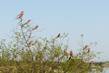 Southern carmine bee-eater in a tree