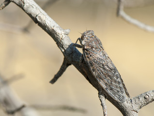 Close-up of a cicada, Namibia