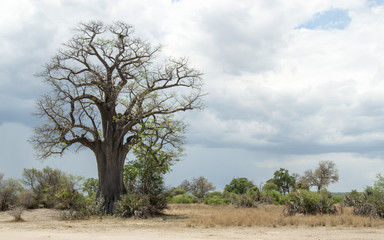 Fototapeta na wymiar Baobab tree, Namibia