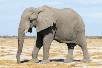 Fototapeta na wymiar Afrikanischer Elefant (African bush elephant Loxodonta africana)
