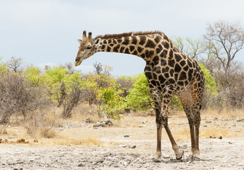 Giraffe auf Nahrungssuche, Namibia
