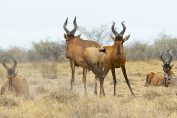 Naklejka na ściany i meble A group of red hartebeest antelopes