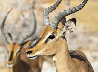 Schwarznasenimpala (Aepyceros petersi) in Namibia