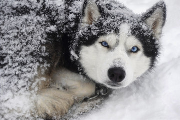 Husky in the snow