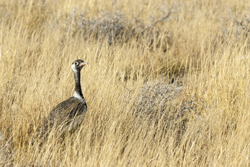 Northern Black Korhaan, Bird, Botswana