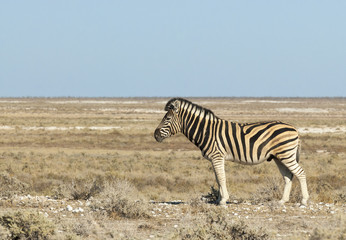 Fototapeta na wymiar Steppenzebra, Etosha Nationalpark, Namibia