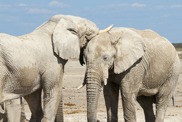 Fototapeta na wymiar Afrikanischer Elefant (African bush elephant Loxodonta africana)