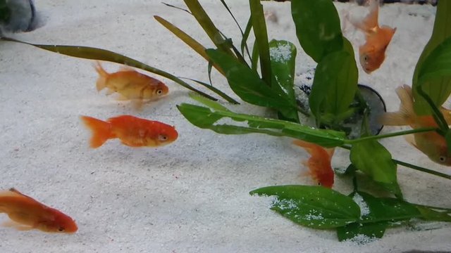 Gold fishes playing around