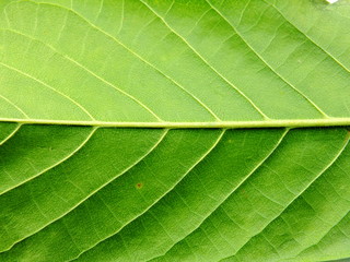 close up of green leaf background