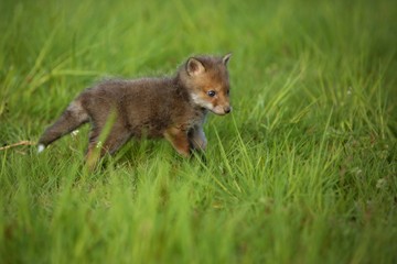 Naklejka na ściany i meble Red fox baby crawls in the grass, captive animal in the nature habitat, red fox puppy, european forest animals