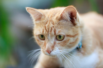 portrait of yellow cat