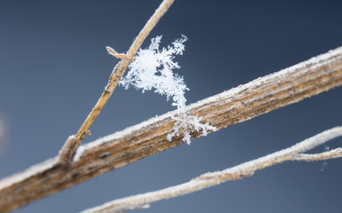 natural snowflakes, photo real snowflakes during a snowfall, under natural conditions at low temperature