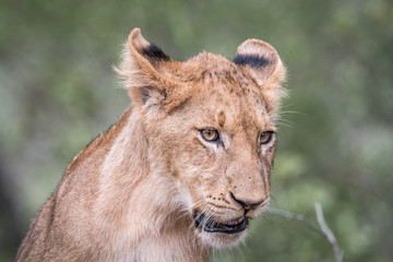 Lion cub looking down.