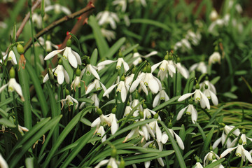 spring snowdrops flowers