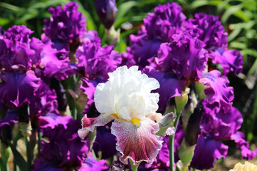 Lush flowering hybrid purple irises 