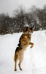 german shepherd playing in the winter