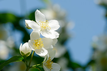 mock orange in front of blue sky