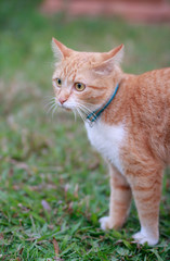 portrait of yellow cat