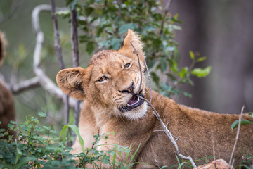 Lion cub chewing on a stick.