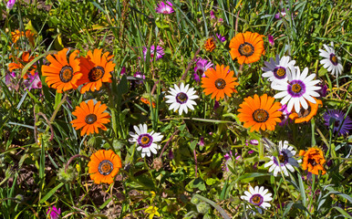 Orange and White Wild Daisies