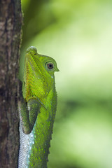 Hump-nosed Lizard in Sinharaja forest reserve, Sri Lanka