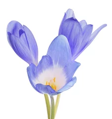 Photo sur Plexiglas Crocus group of three blue crocus flower on white