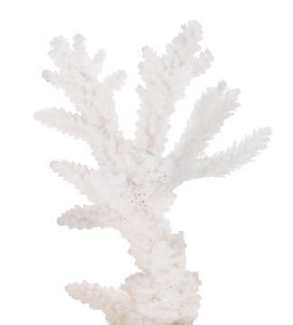 white coral isolated small branch