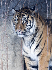 Obraz premium portrait of a female Sumatran tiger, Panthera tigris sumatrae zoo in Jihlava