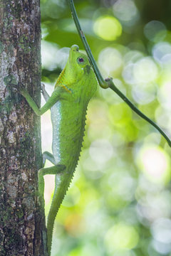 Hump-nosed Lizard in Sinharaja forest reserve, Sri Lanka