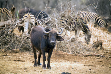 Young buffalo standing near zebra herd