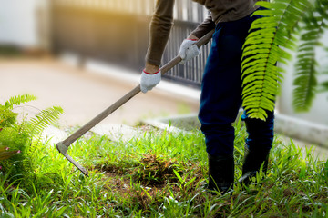 Man  weeding his garden with hoe. 
Adult male digging weed  in his green grass lawn with sunlight background.
