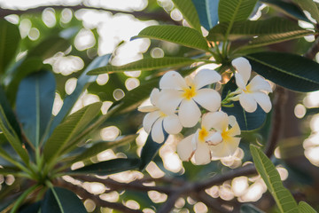 Fototapeta premium Frangipani