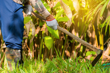 Man  weeding his garden with hoe. 
Adult male digging weed  in his green grass lawn with sunlight background.
