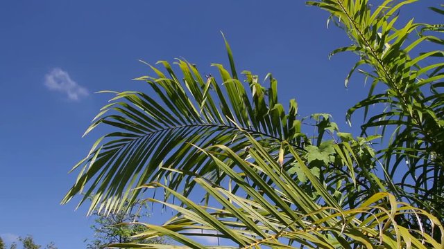 Palm leaves against the sky with clouds
