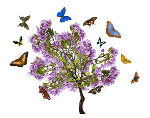 apple tree with large lilac blooms and butterflies