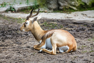 Springbok in the zoo