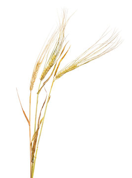 dry three ears of barley on white