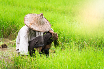 Naklejka na ściany i meble Farmer in the rice field