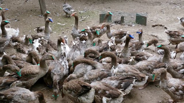 Farm for breeding geese