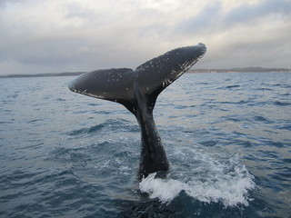 Whale tail, Hervey Bay, Australia