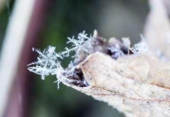 photo real snowflakes during a snowfall, under natural conditions at low temperature