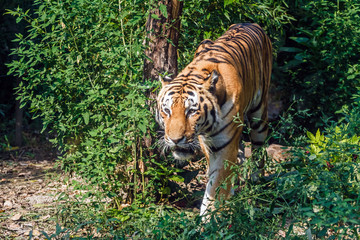 Siberian tiger in the zoo