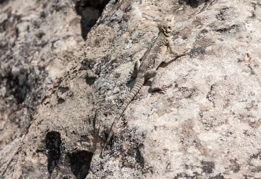 Central Asian desert monitor, in the environment in the nature reserve "Gobustan", Azerbaijan (Varanus griseus caspius)