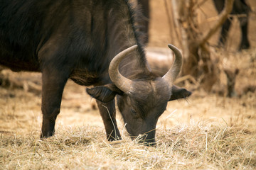 Obraz premium Young buffalo eating dry grass