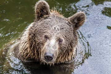 Fototapeta na wymiar Brown bear in water