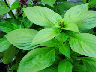basil green leaves close up aromatic ingredient in culinary raw