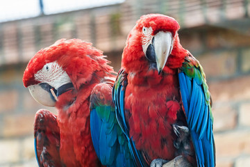 Pair red-and-green macaw in zoo