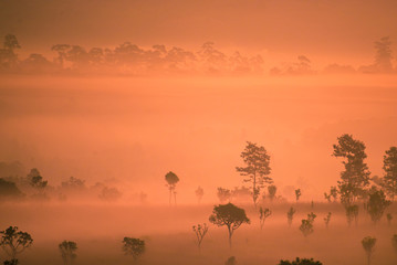 Tropical forest during winter.